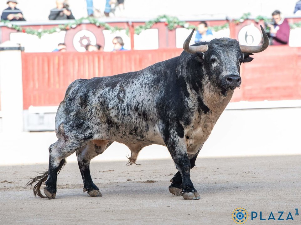 Uno de los toros lidiados este 2 de mayo en Madrid ante más de 18.000 espectadores - Foto de Plaza1/ Plaza de toros de Las Ventas
