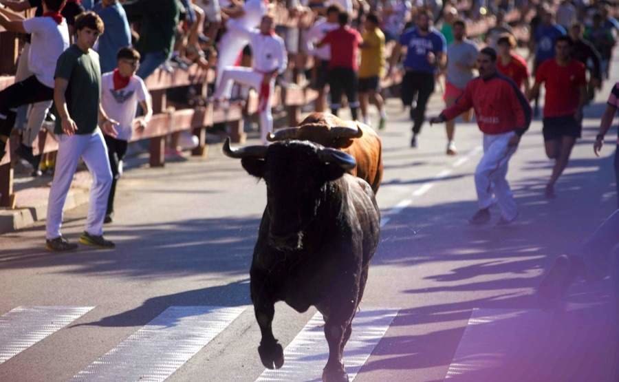 Momento de años anteriores del encierro de Las Rozas por sus fiestas - Foto Ayuntamiento de Las Rozas