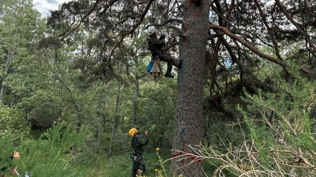 La Comunidad de Madrid exhibe ante expertos de  toda España sus programas de protección de aves - Foto Comunidad de Madrid